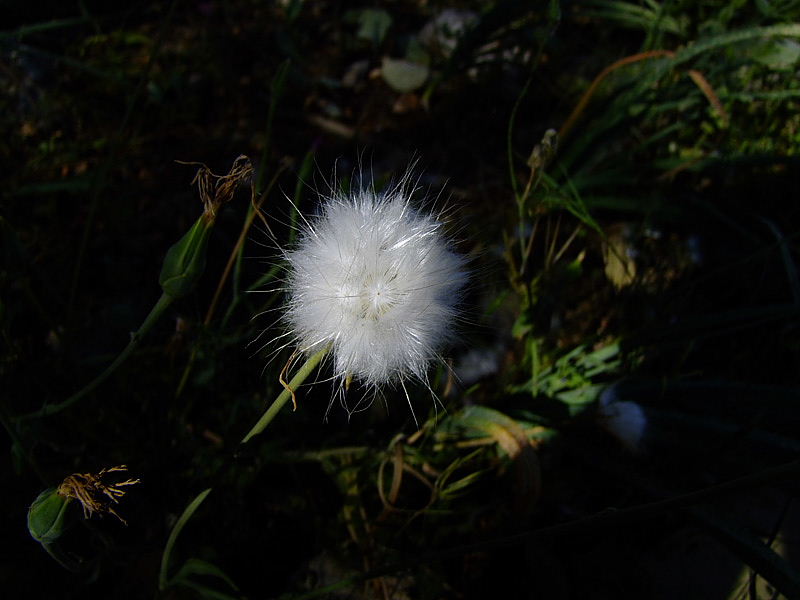 Image of Scorzonera papposa specimen.