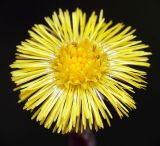 Tussilago farfara