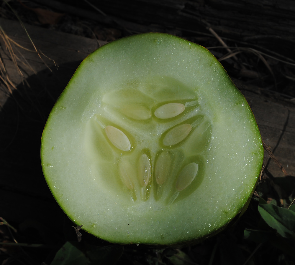 Изображение особи Cucumis sativus.