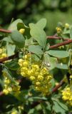 Berberis integerrima