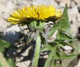 род Taraxacum. Верхушка цветоноса с соцветием-корзинкой и верхушка листа. Окрестности Санкт-Петербурга, нижняя часть склона Кирхгофской возвышенности, известняковый склон. 14.05.2011.