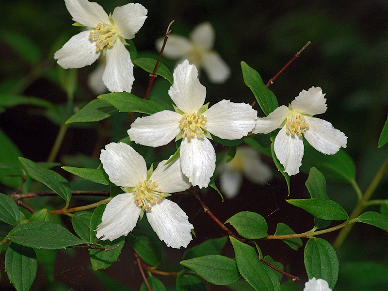 Image of Philadelphus &times; lemoinei specimen.