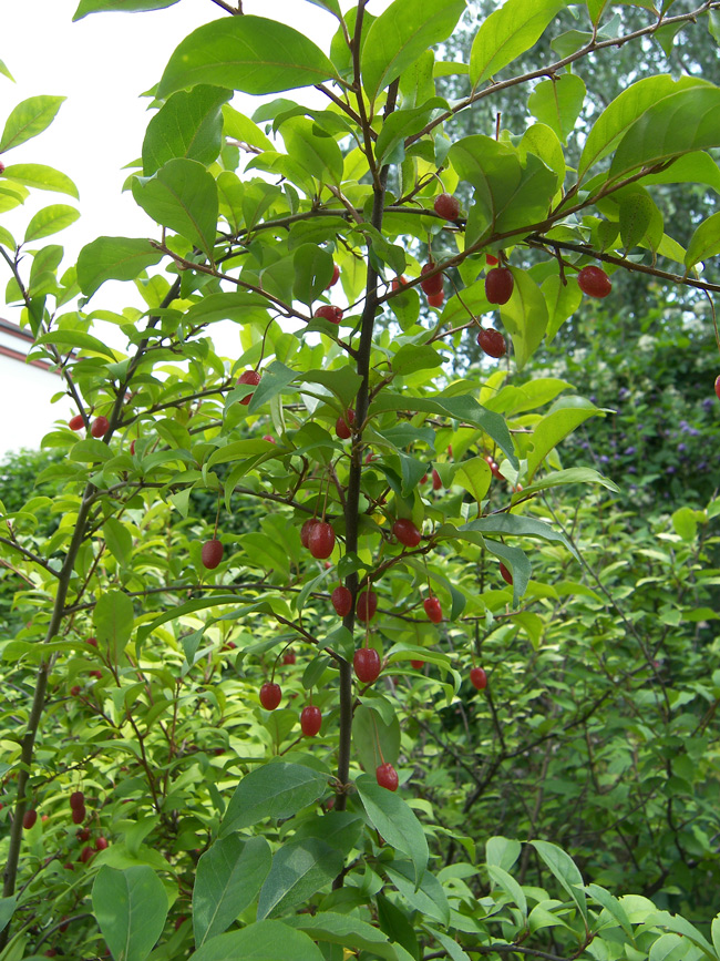 Изображение особи Elaeagnus multiflora.