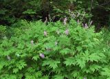 Corydalis multiflora