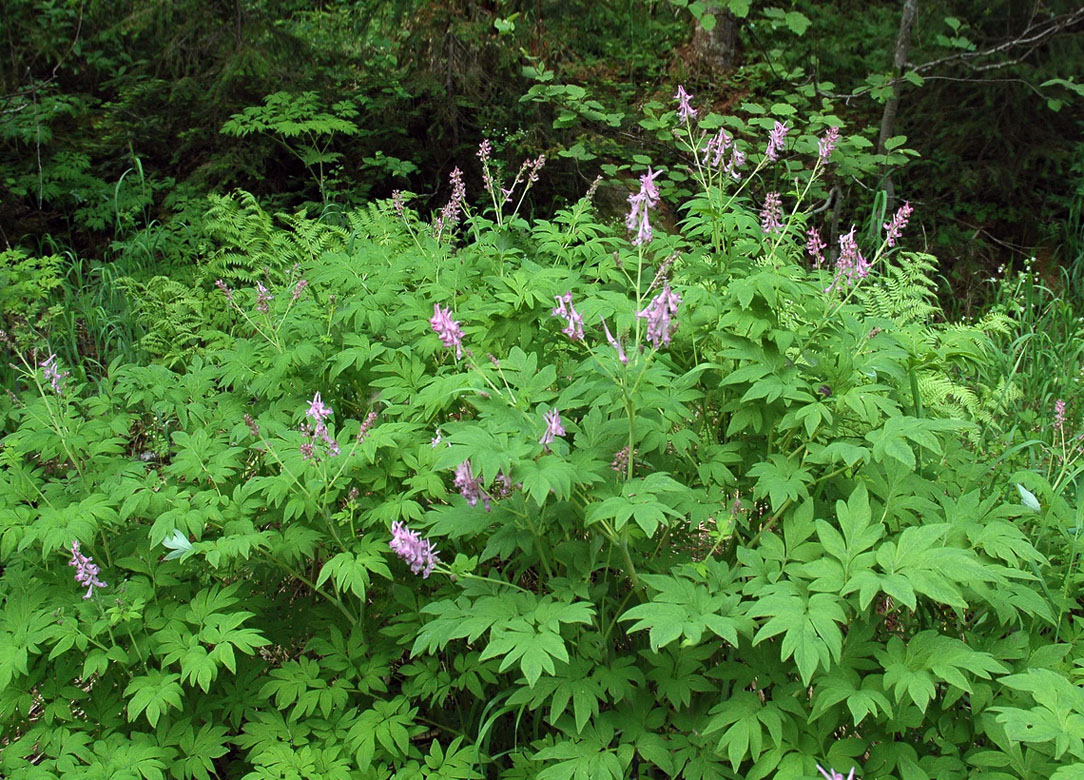 Image of Corydalis multiflora specimen.