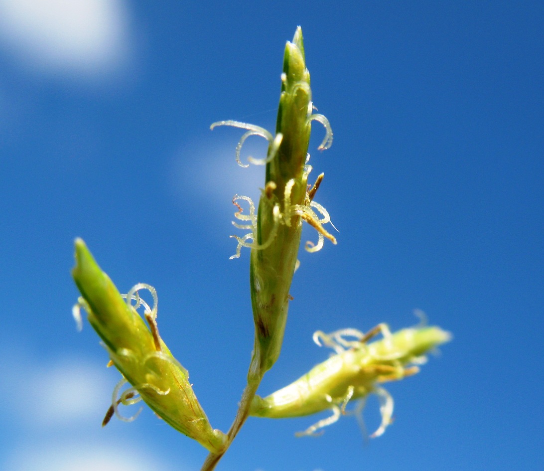 Изображение особи Cyperus esculentus.