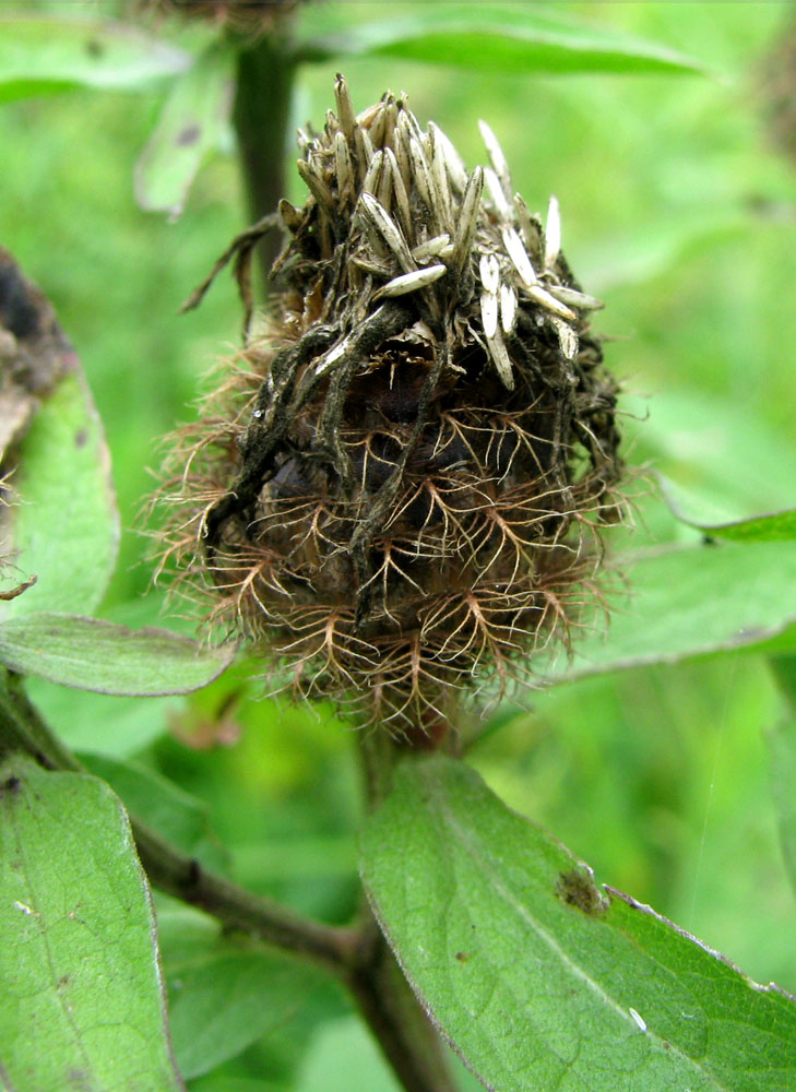 Изображение особи Centaurea pseudophrygia.