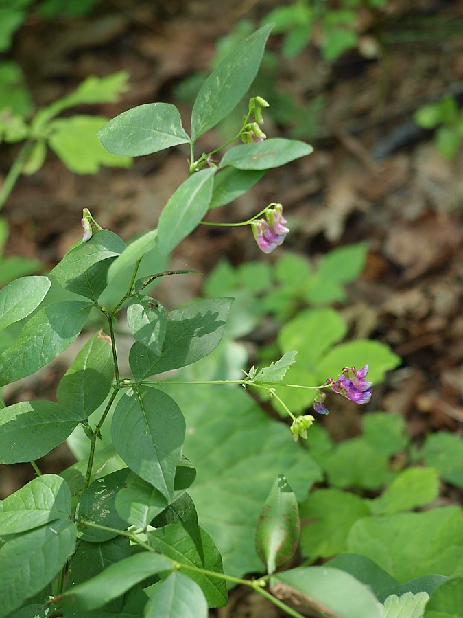 Изображение особи Vicia unijuga.