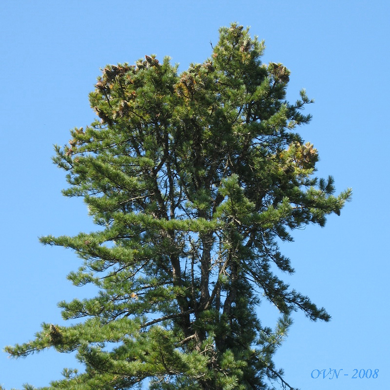 Изображение особи Pinus koraiensis.