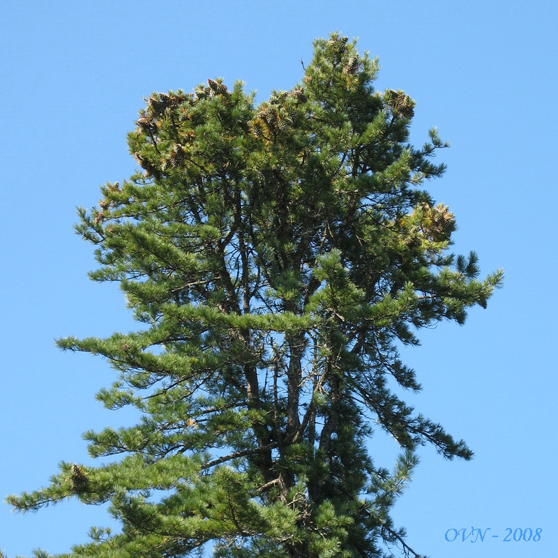 Image of Pinus koraiensis specimen.