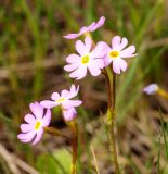 Primula finmarchica. Соцветия. Мурманская обл., Кандалакшский р-н, пос. Лувеньга, приморский луг на побережье Белого моря. 29.06.2010.