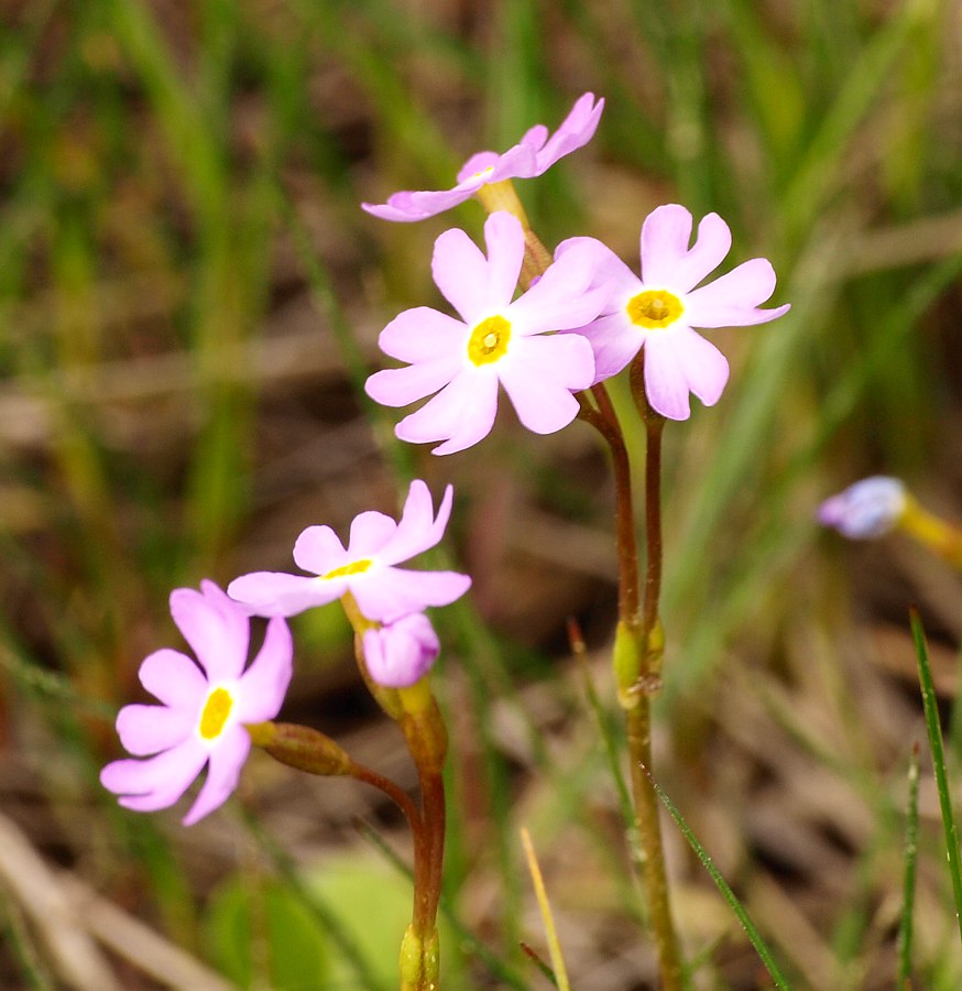 Изображение особи Primula finmarchica.