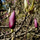 Magnolia liliiflora