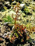 Myriophyllum sibiricum. Цветущее растение наземной формы. Астраханская обл., Икрянинский р-н, с. Озерное, обсыхающая отмель ерика Кукшин. 16.08.2011.