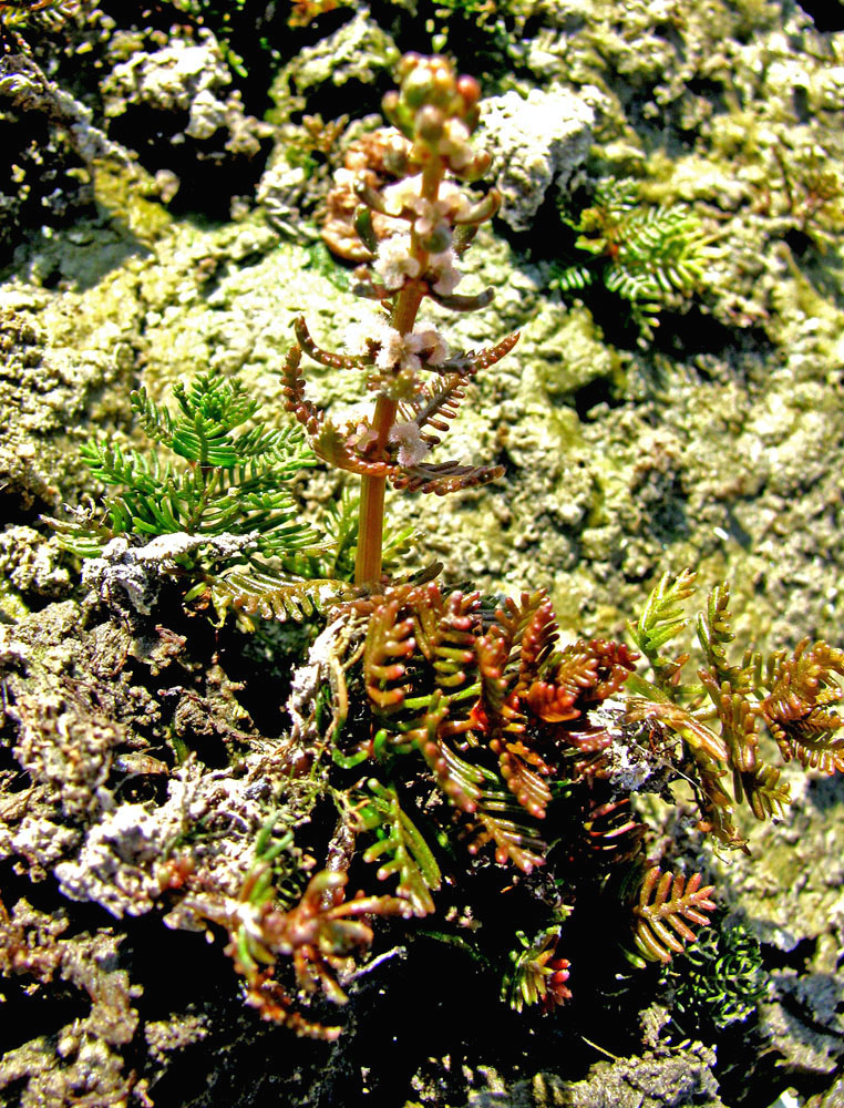 Image of Myriophyllum sibiricum specimen.