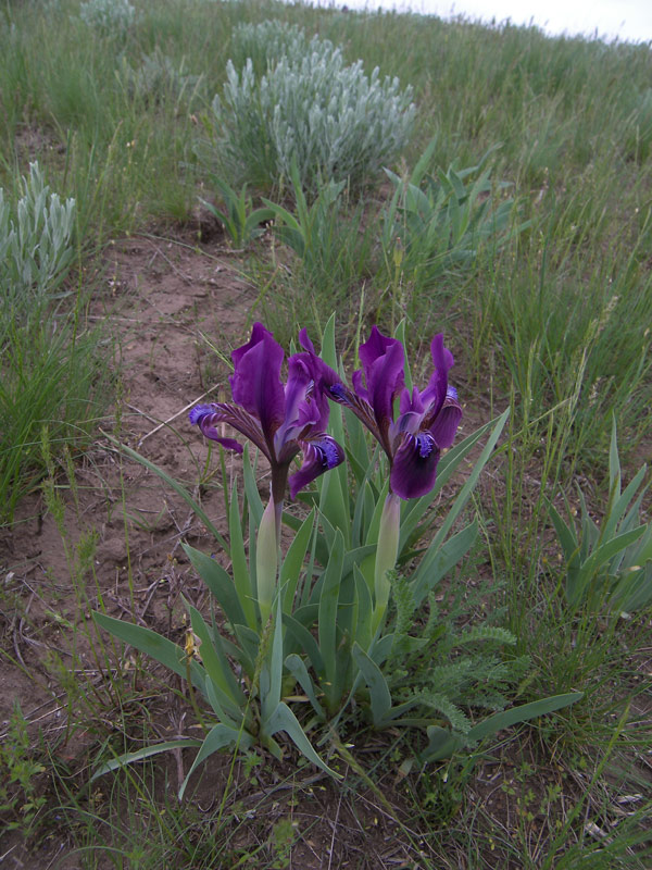 Image of Iris scariosa specimen.
