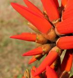 Erythrina corallodendron. Часть соцветия. Израиль, Шарон, г. Герцлия, в культуре. 01.04.2012.