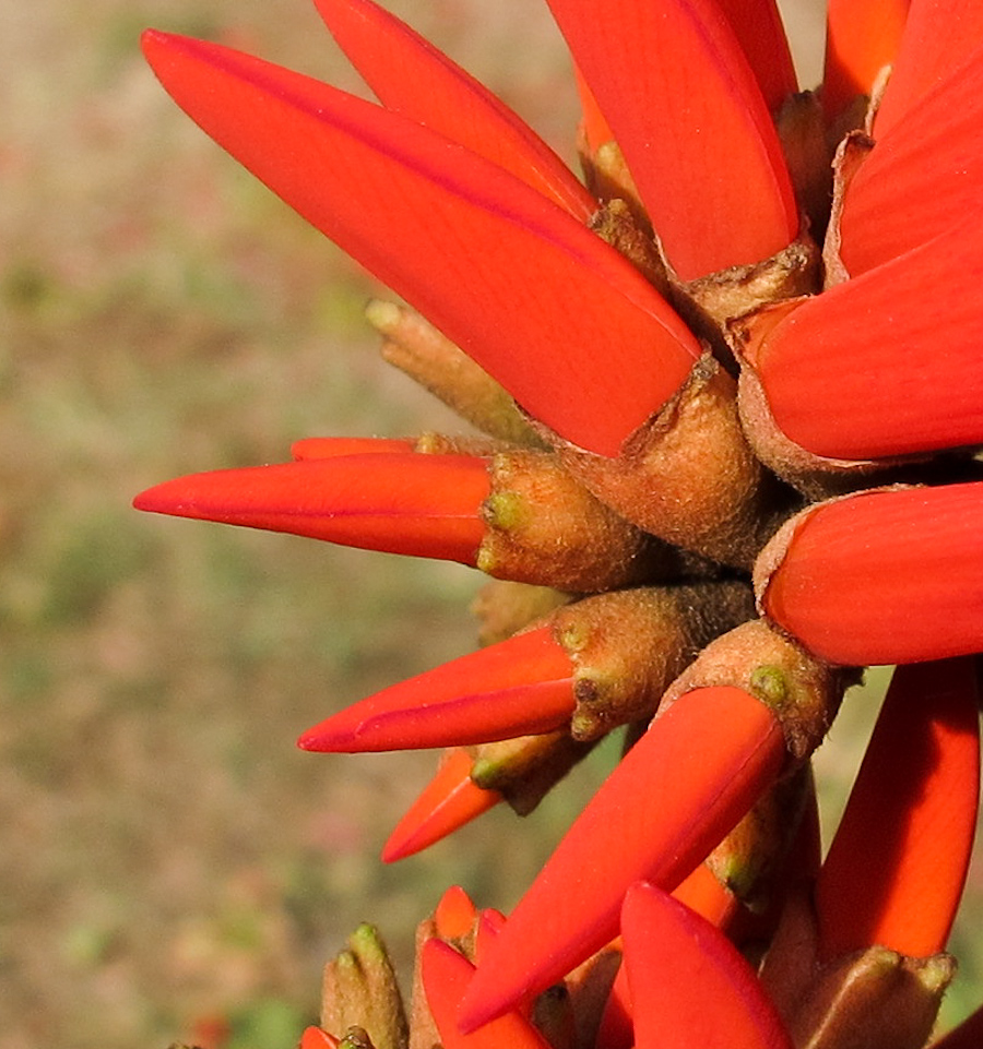 Image of Erythrina corallodendron specimen.