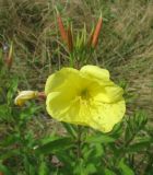 Oenothera glazioviana