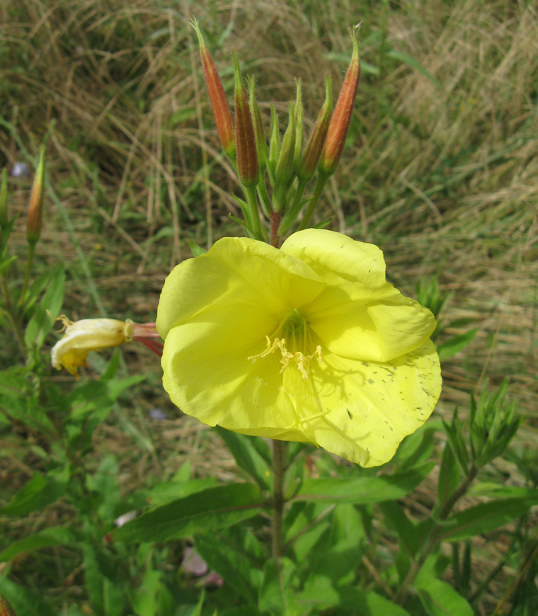 Image of Oenothera glazioviana specimen.