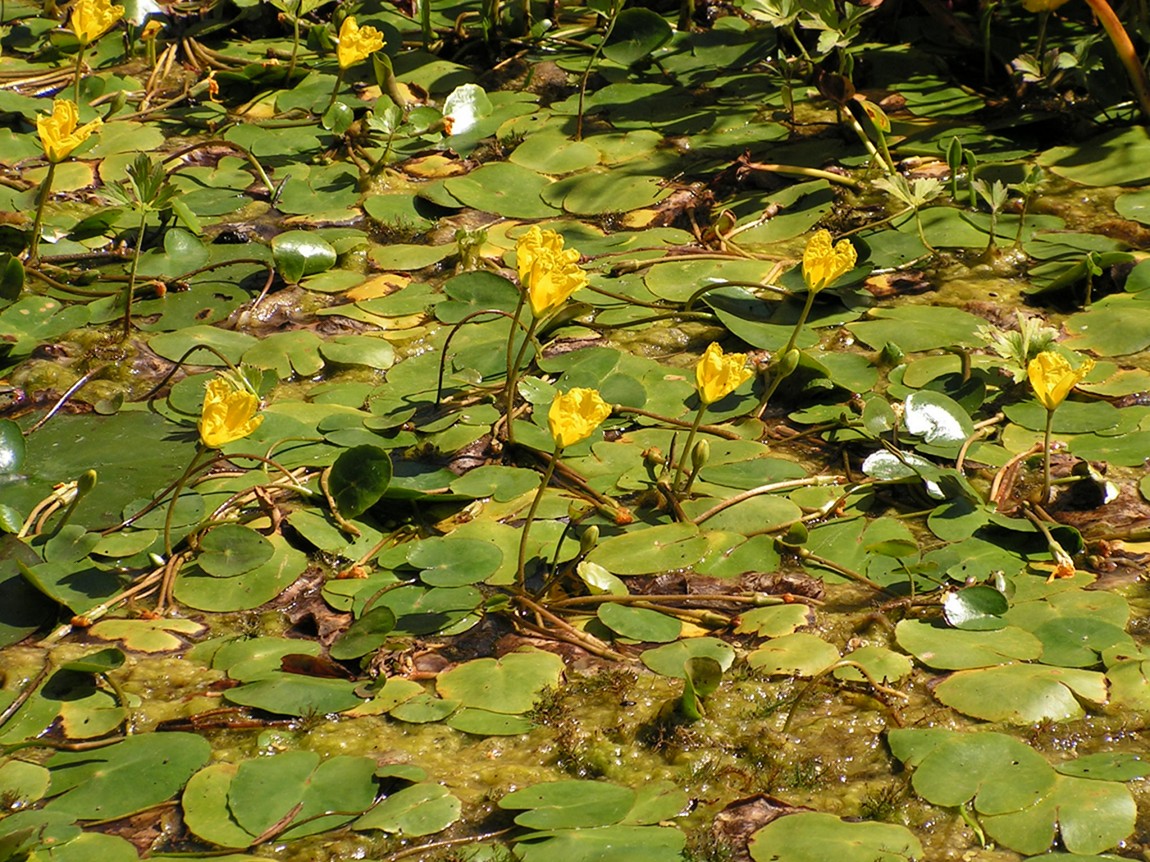 Изображение особи Nymphoides peltata.