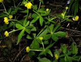 Ranunculus bujbensis