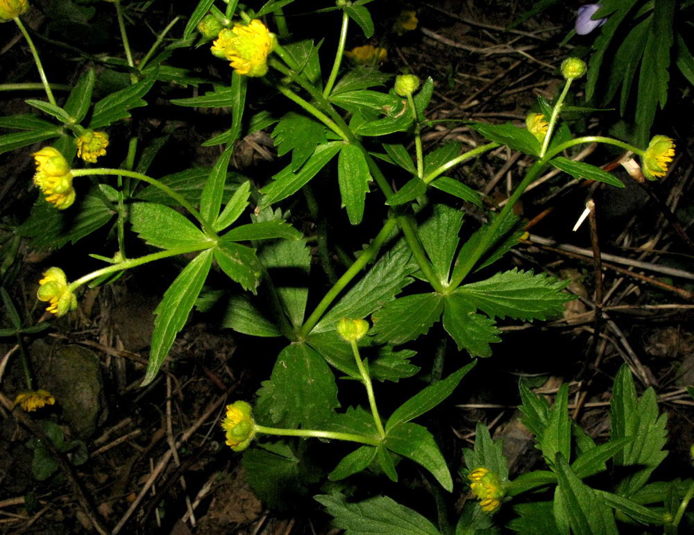 Image of Ranunculus bujbensis specimen.