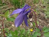 Aquilegia sibirica