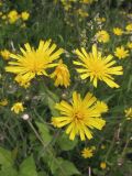 Hieracium sylvularum