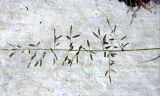 Eragrostis minor. Соцветие. Зап. Крым, г. Саки, территория детского оздоровительного лагеря \"Прибрежный\". 30.08.2011.