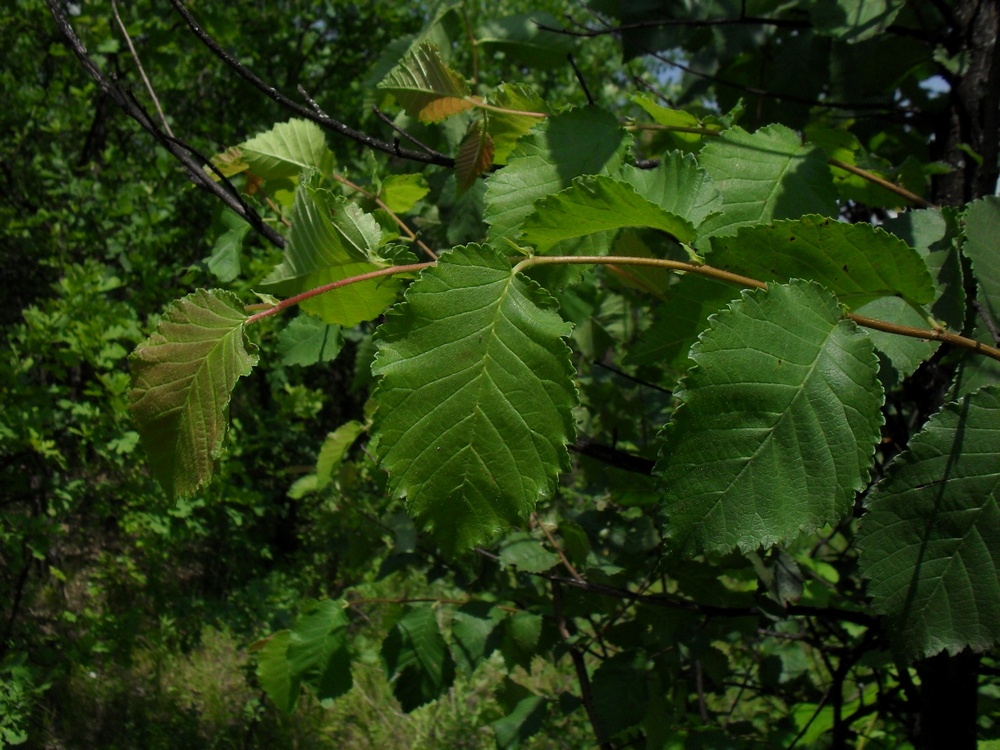 Изображение особи Ulmus glabra.