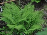 Athyrium filix-femina. Взрослое растение. Карелия, Ладожское озеро, остров Валаам. 21.06.2012.