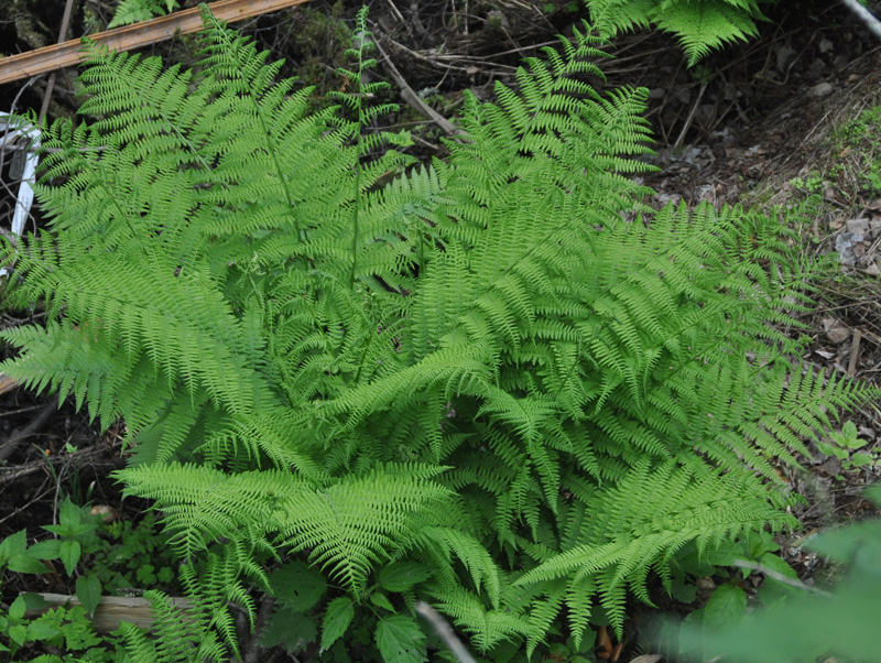 Image of Athyrium filix-femina specimen.