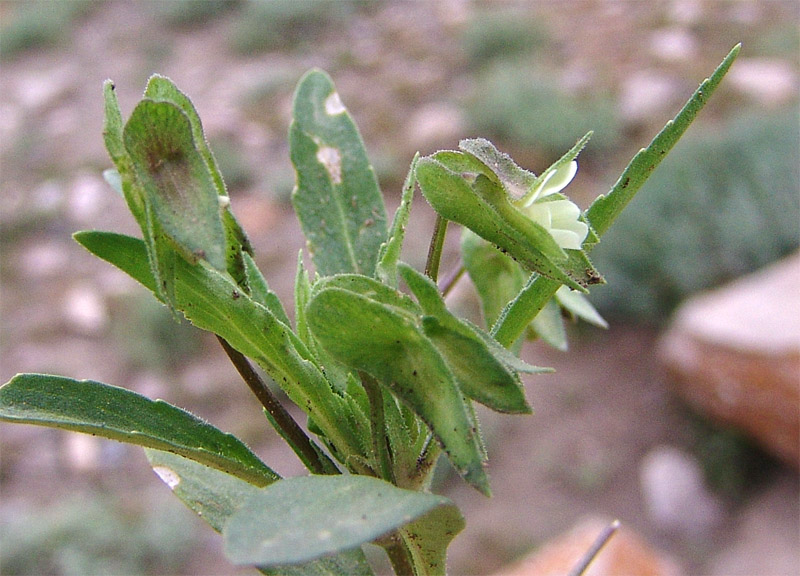 Image of Viola occulta specimen.