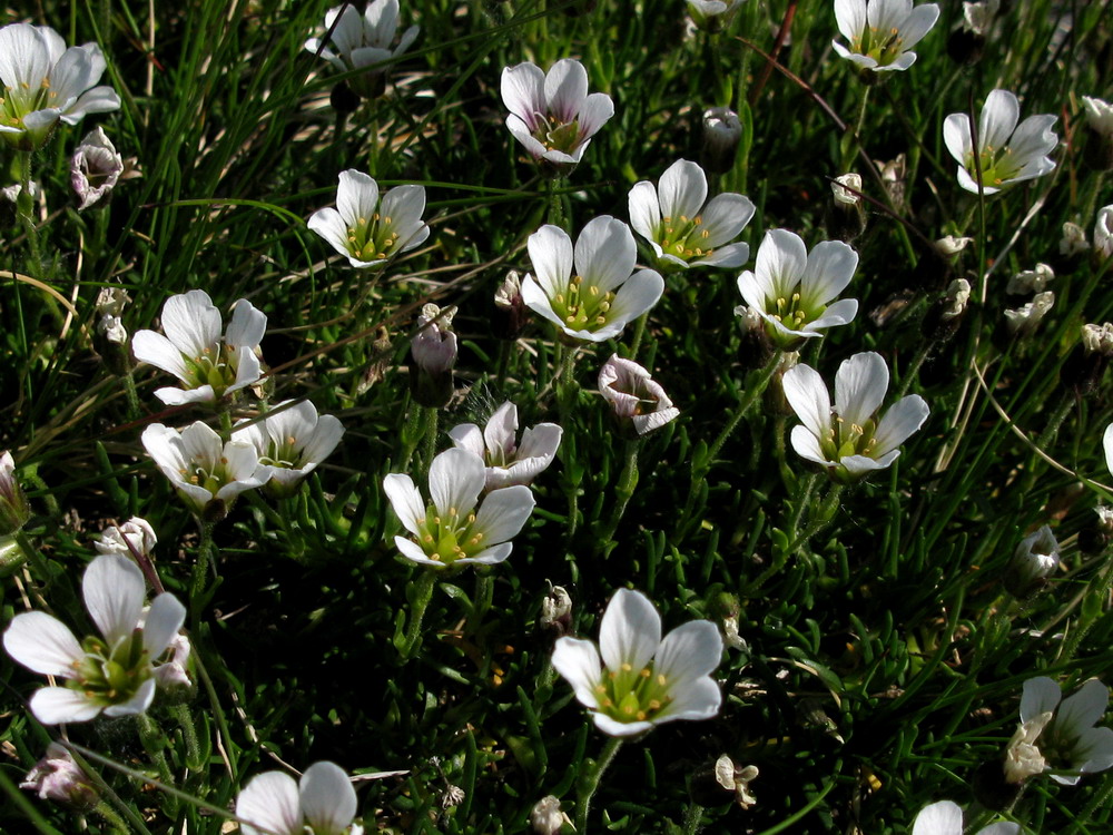 Image of Minuartia arctica specimen.