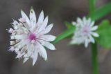 Astrantia pontica. Соцветие. Адыгея, окр. плато Лагонаки. 17.08.2008.