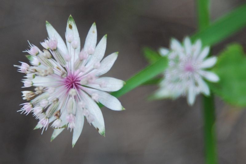 Изображение особи Astrantia pontica.