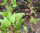 Fallopia convolvulus