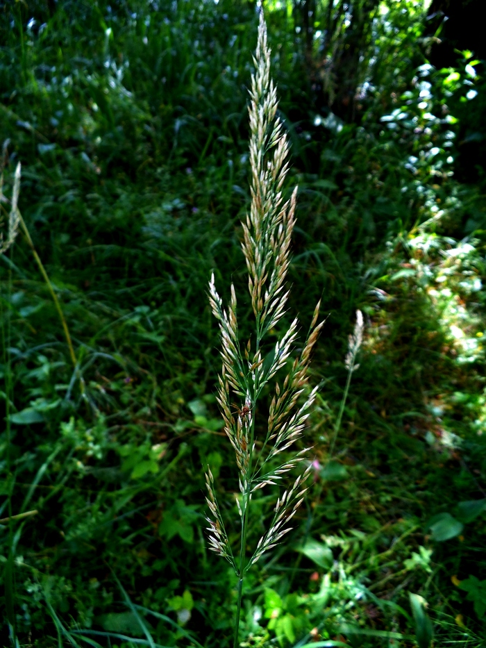 Изображение особи Calamagrostis arundinacea.