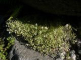 Minuartia oreina