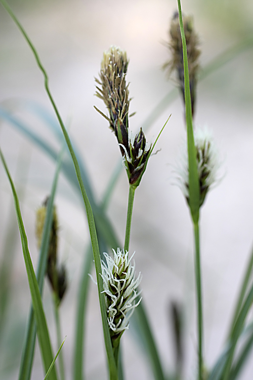 Изображение особи род Carex.