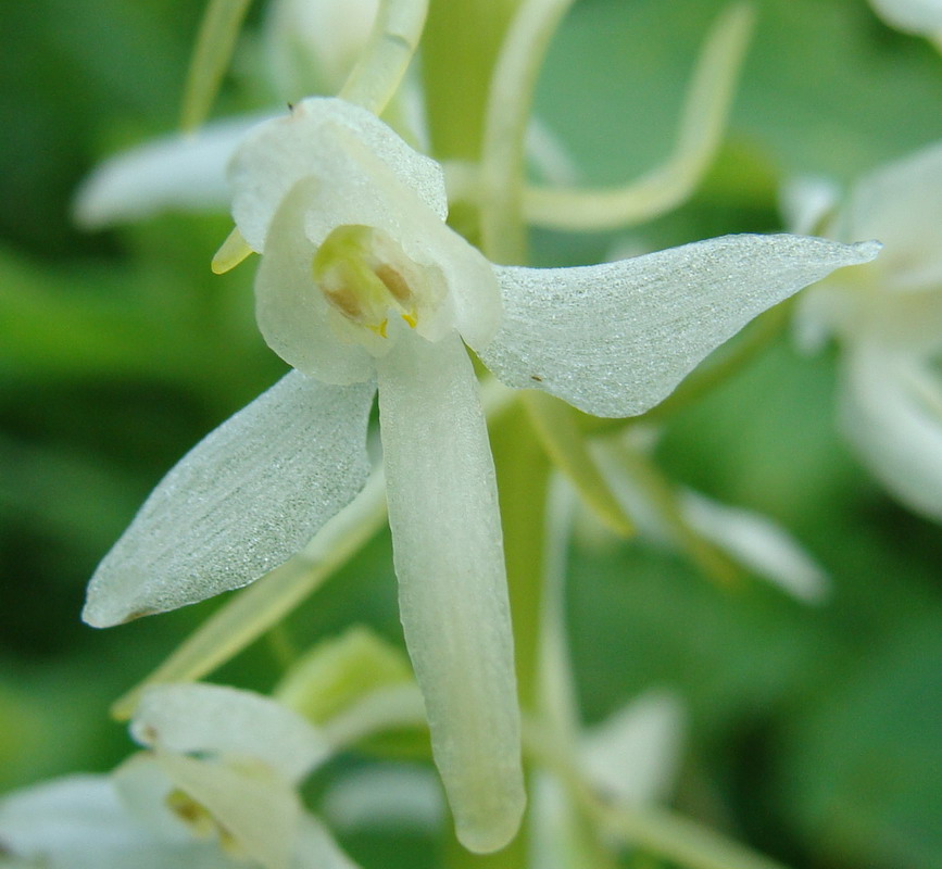 Image of Platanthera bifolia specimen.