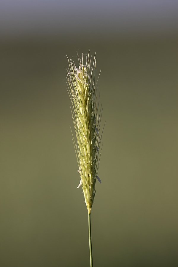 Изображение особи Hordeum bulbosum.