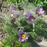 Pulsatilla vulgaris