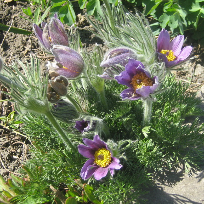 Image of Pulsatilla vulgaris specimen.
