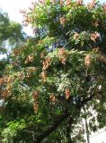 Koelreuteria paniculata. Крона плодоносящего дерева. Австрия, Вена, парк Ратхаус. 10.09.2012.