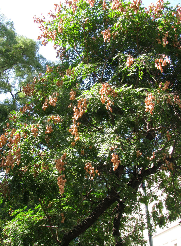 Изображение особи Koelreuteria paniculata.