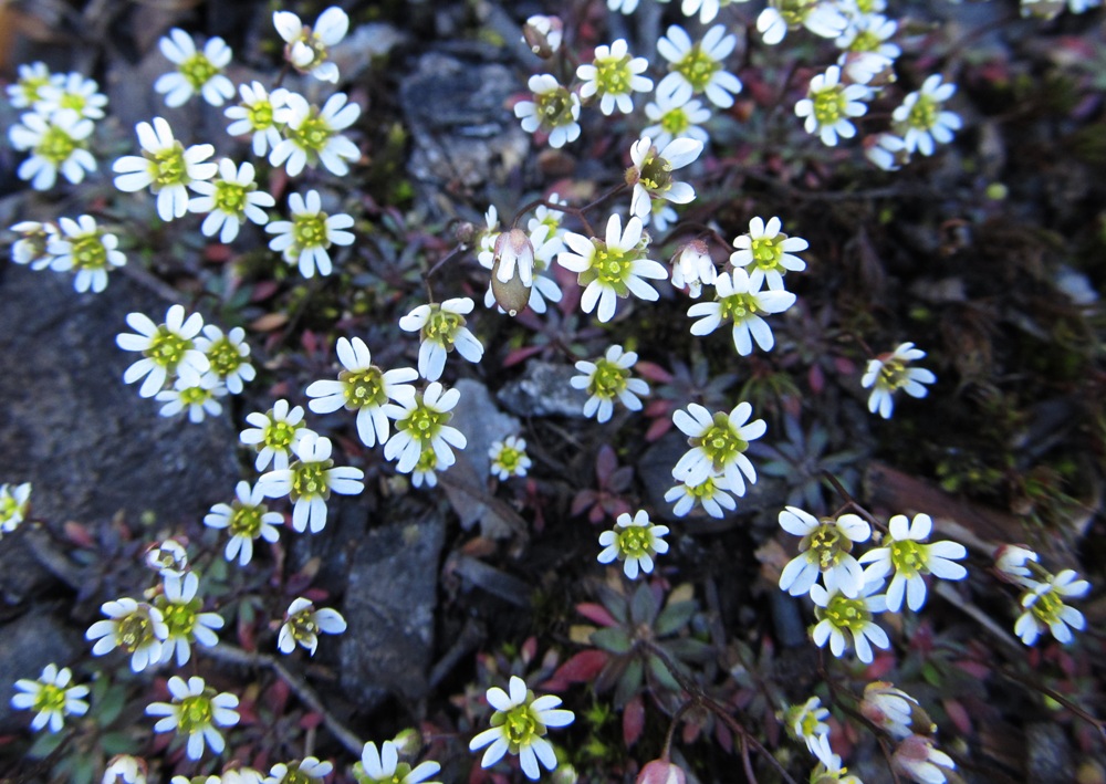 Image of Erophila verna specimen.
