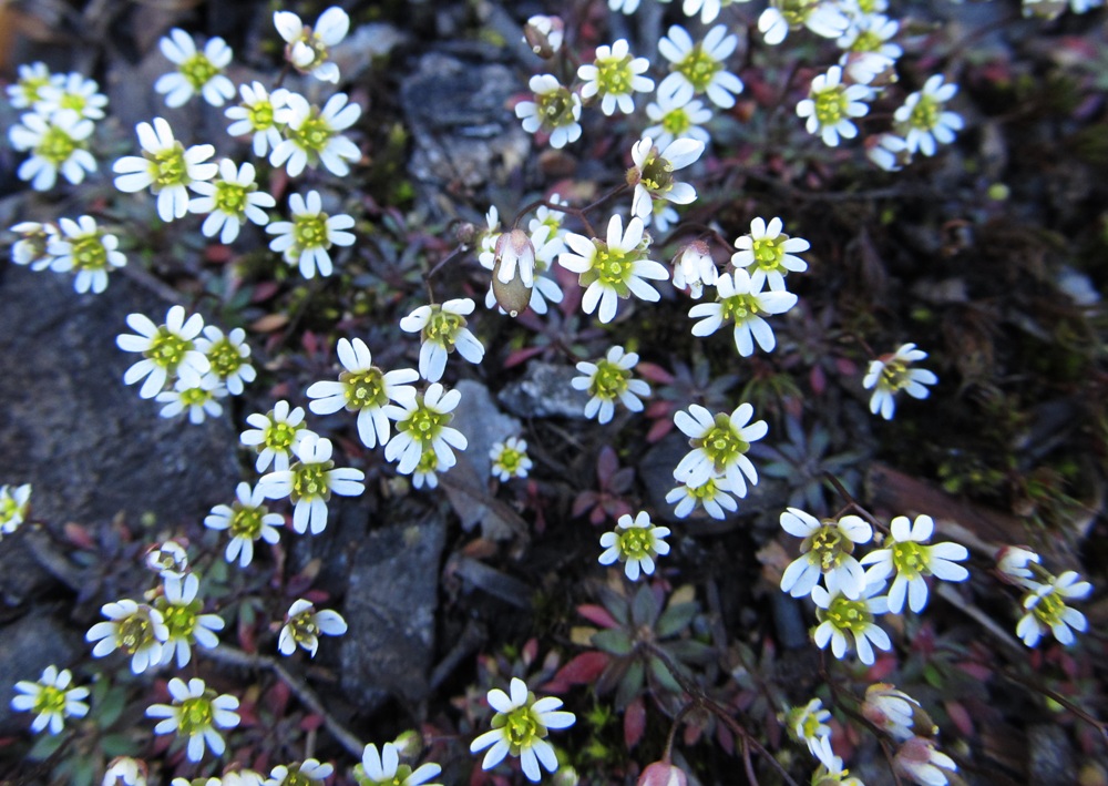 Изображение особи Erophila verna.