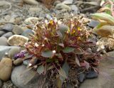 Crepis jacutica